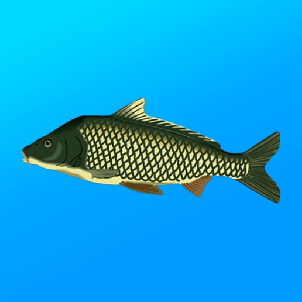 True Fishing Mod Apk