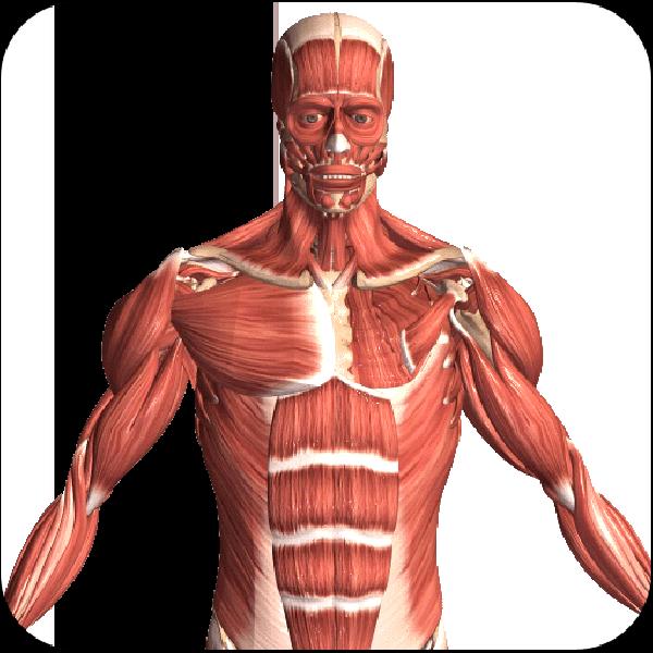Visual Anatomy 2 v0 b43 APK (Full Version) Download