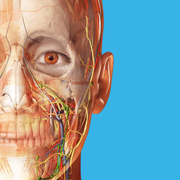 Human Anatomy Atlas 2024 v2025.00.012 MOD APK (All Unlocked) Download